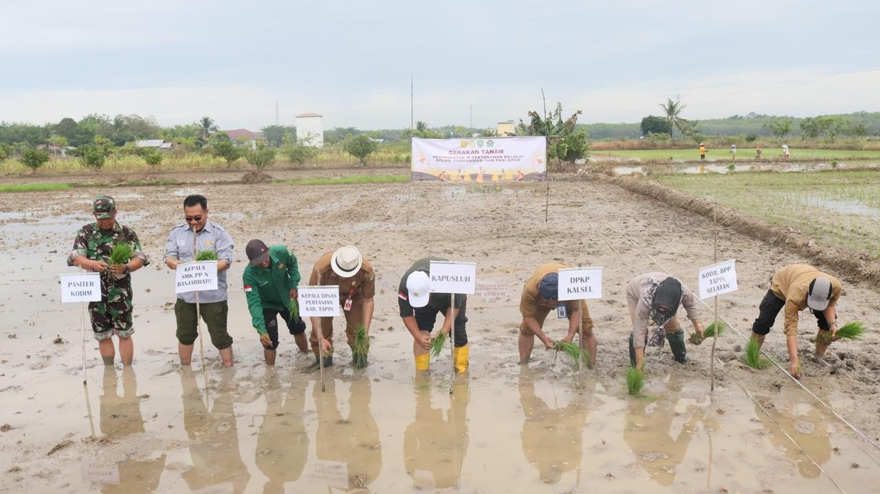 Pacu Indeks Pertanaman di Kabupaten Tapin