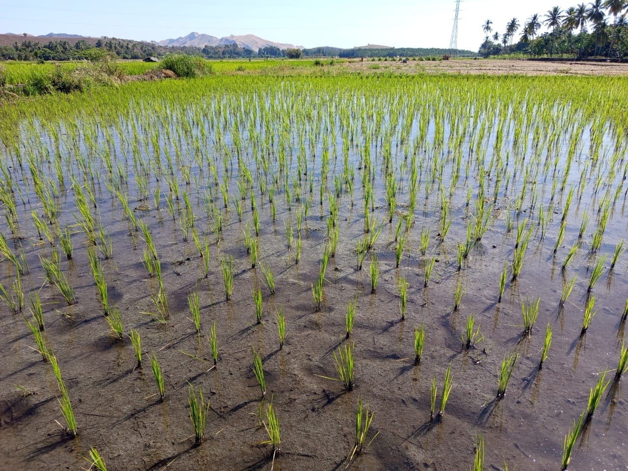 Lahan PAT di Kabupaten Sikka