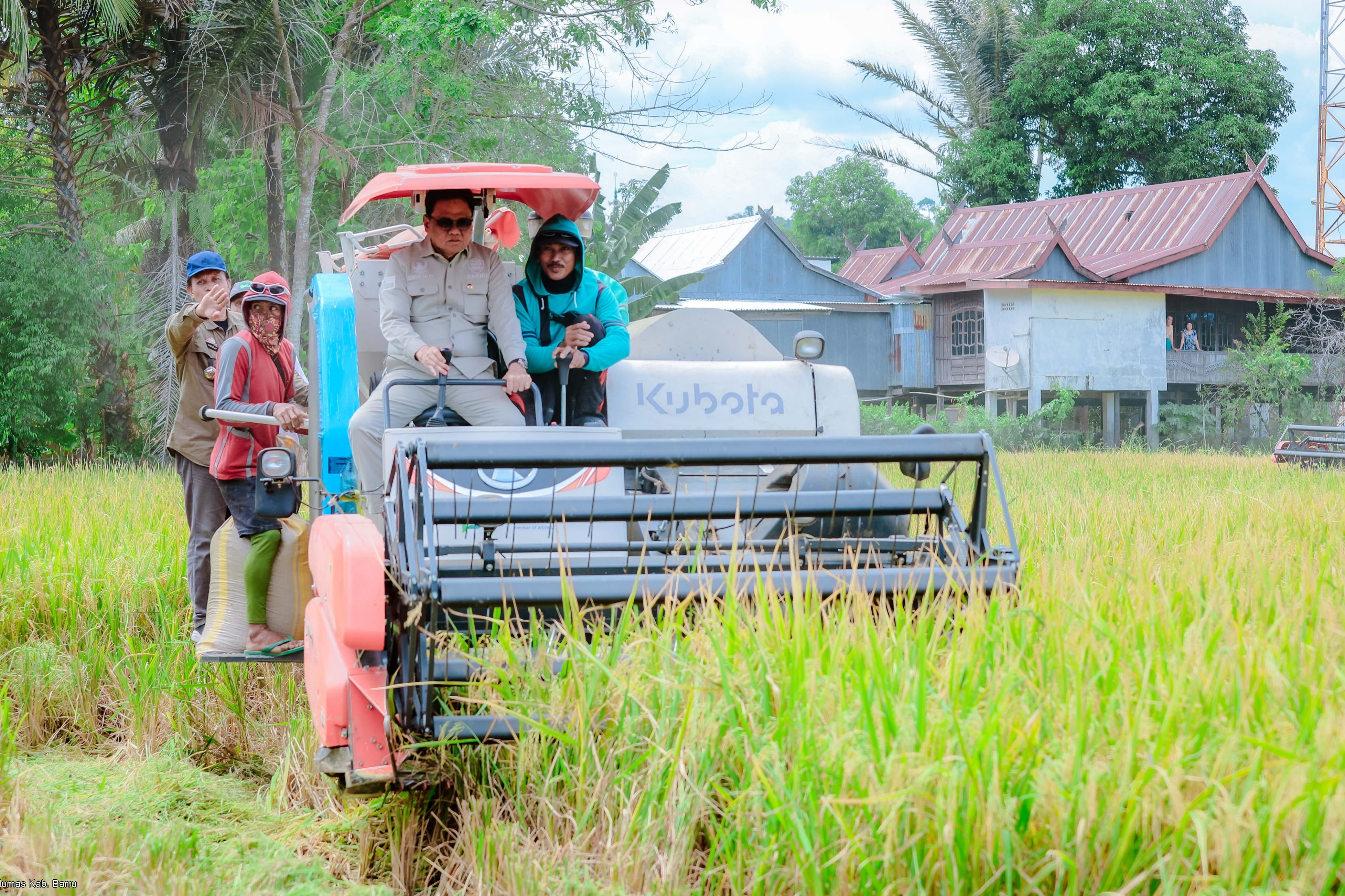 Panen padi menggunakan power thresher