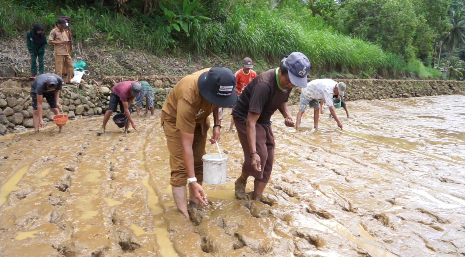 Petani saat melakukan tanam padi di Sinjai