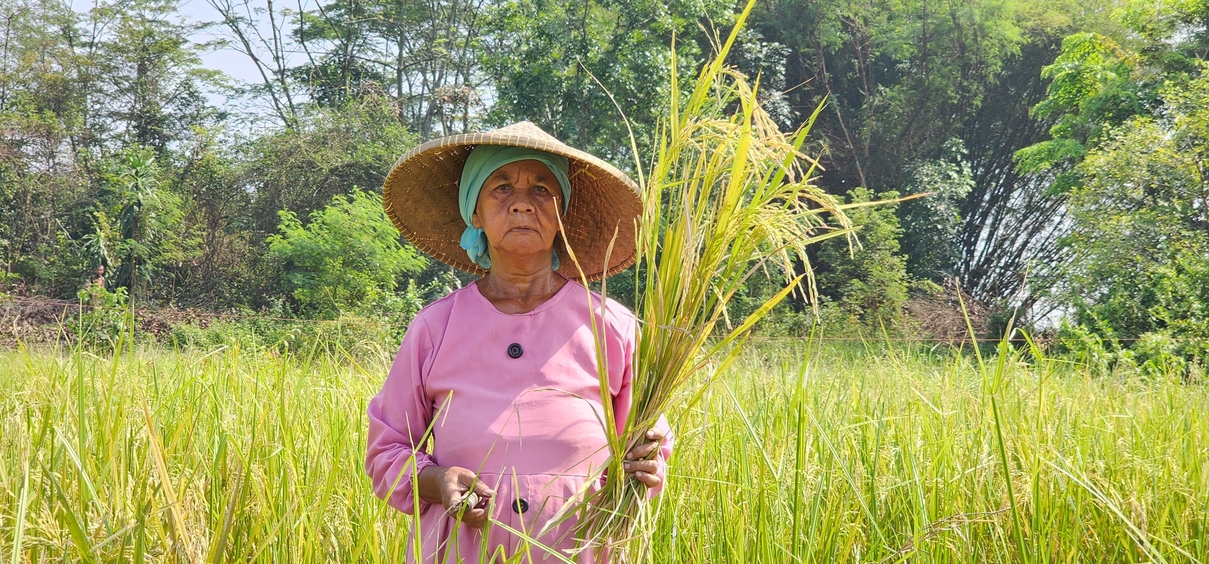 Petani sedang melakukan panen