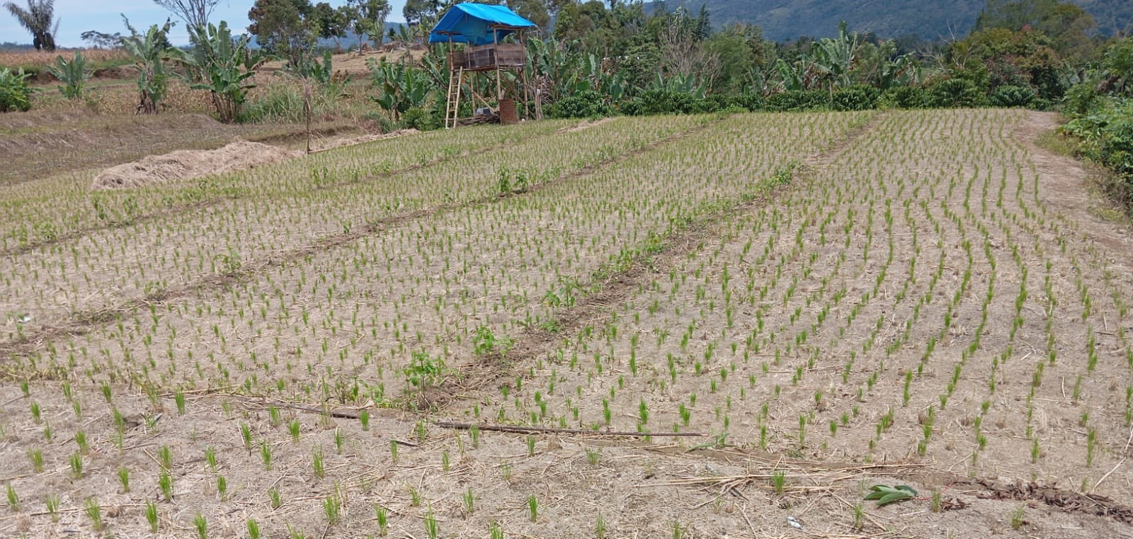 Lahan Pertanian di Kabupaten Dairi yang Ditanami Padi Gogo