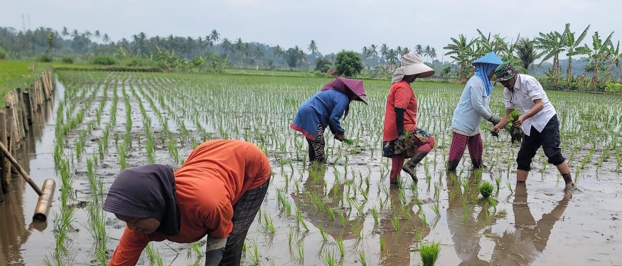 Penanaman serentak