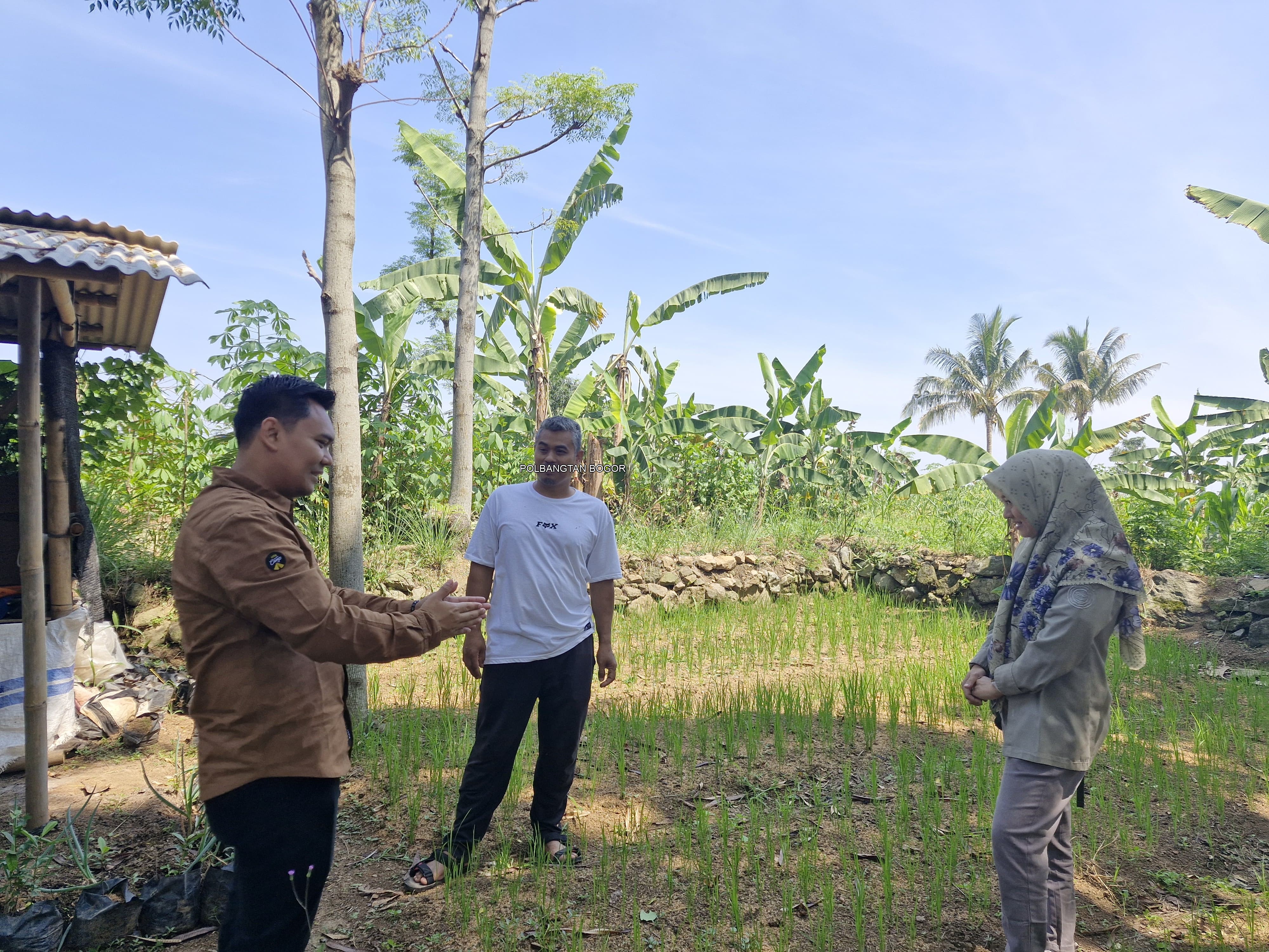 Tingkatkan Produksi Padi, Polbangtan Kementan Monitoring Padi Gogo di Kabupaten Bogor